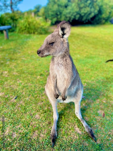 Kangaroo