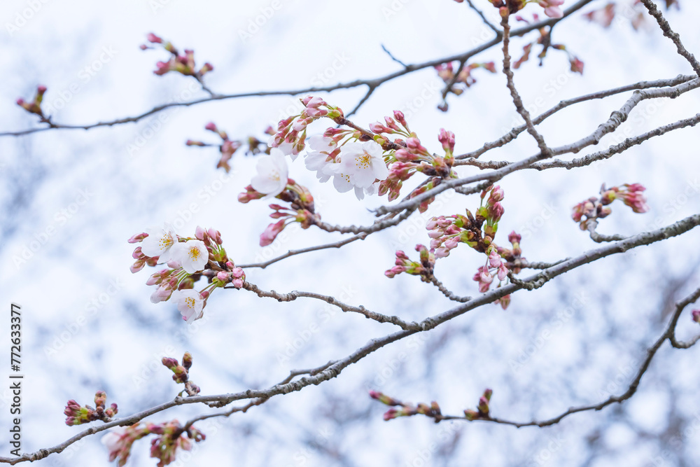 咲き始めの桜の花 ソメイヨシノ 咲き始めの桜の花 ソメイヨシノ