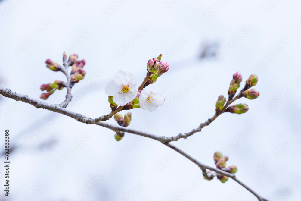 咲き始めの桜の花 ソメイヨシノ