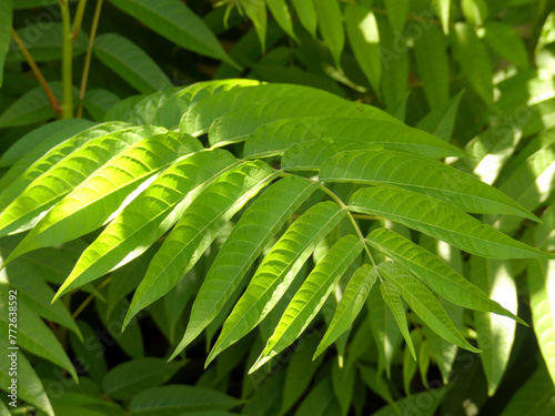 beautiful fresh curry leaves HD closeup stock photo