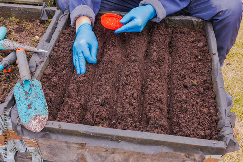 Close-up of male hands in rubber gloves planting early spring radish seeds in rows within a garden bed  pallet collar. Sweden.