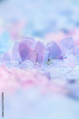 Hydrangea Flowers in the Rain