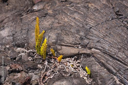 lava mauna loa