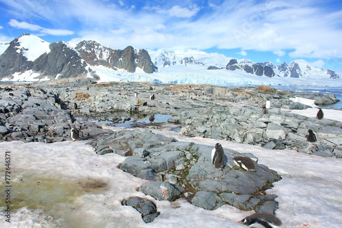 Gentoo penguin in Antarctica against the background of the landscape