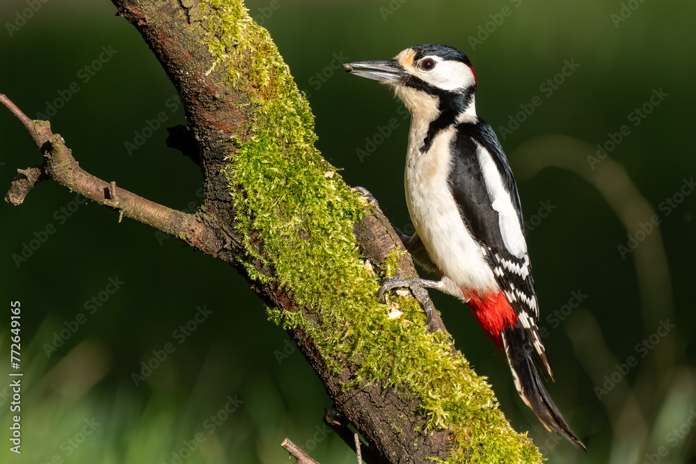 Fototapeta premium Buntspecht / Vogel / Specht