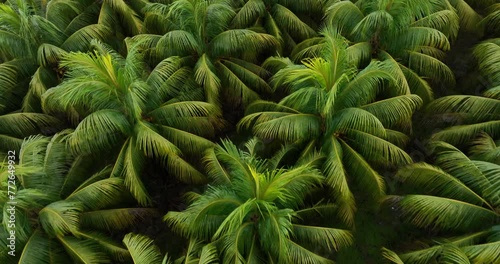 Aerial footage of coconut tree field photo