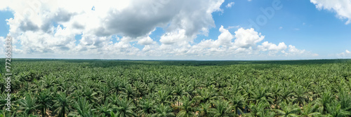 Panorama view of palm oil plantation At Sandakan Sabah, Borneo. Aerial view photo