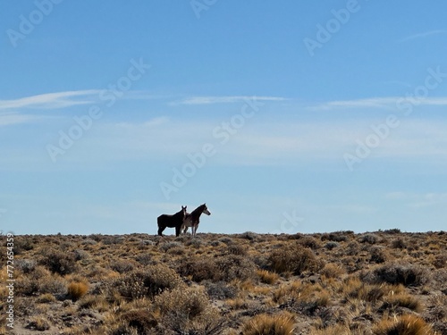 Caballos en campo Patagonico 