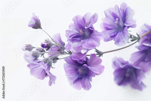 Purple flowers on white background photo, floral still life, vibrant contrasting colors, nature photography