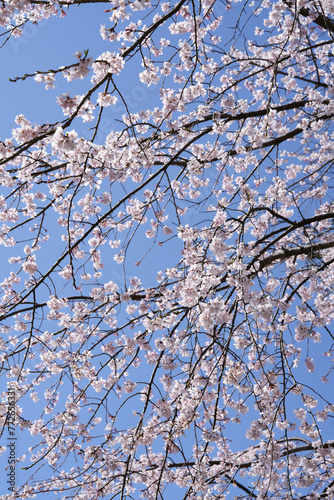 多摩霊園の枝垂桜