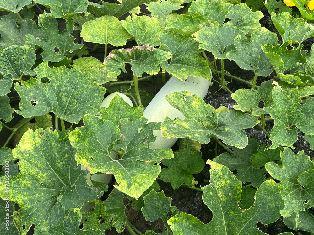 winter melon fruit in nature garden winter melon fruit in nature garden