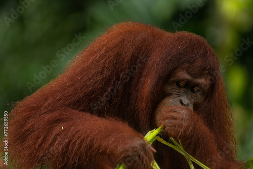 Adult orangutan busy with eating leaves on a rainy day, close up portrait