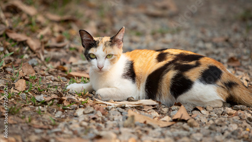 Tricolor cat lying on the ground and looking at the camera