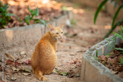 Fototapeta Naklejka Na Ścianę i Meble -  Orange cat sitting on the ground in the garden
