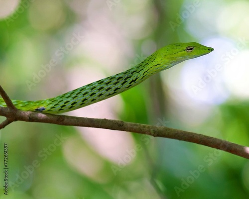 Ahaetulla Prasina is an arboreal, moderately venomous species of Opisthoglyphous snake in the family Colubridae to southern and Southeast Asia. 