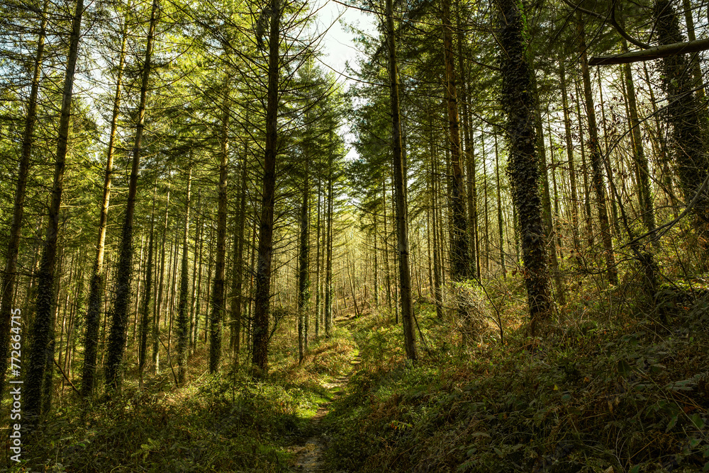 Obraz premium Beautiful forest in winter