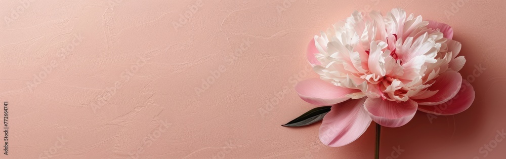 Peachy Peony on Neutral Beige: Stylish Floral Still Life Composition