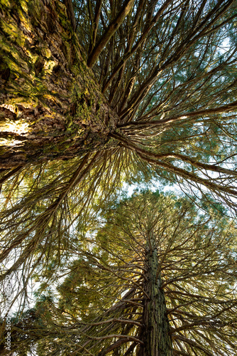 Sequoia trees in Cardeillac Arboretum, France