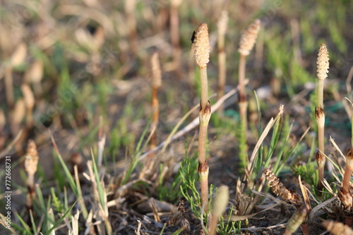 Horsetail with insects on it