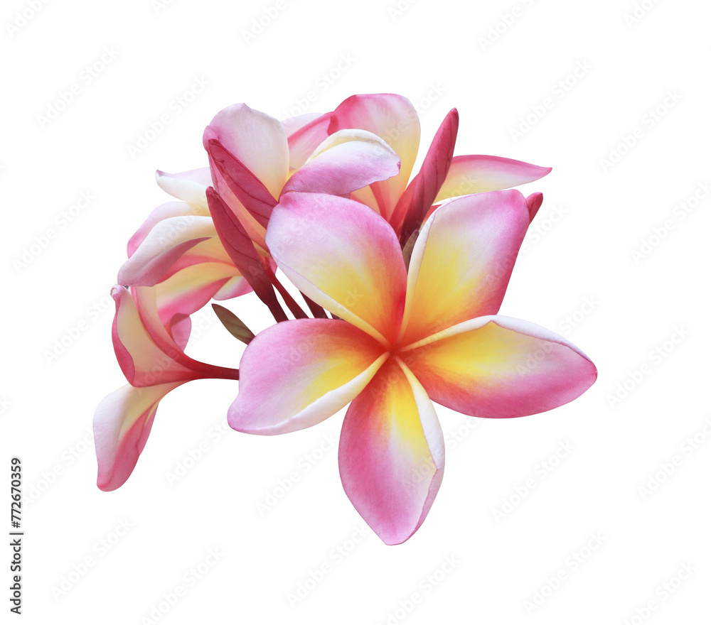 Plumeria or Frangipani or Temple tree flower. Close up single pink-yellow plumeria flowers bouquet isolated on transparent background.