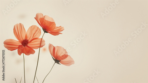 poppy flowers in soft color and blur style on mulberry paper texture for background