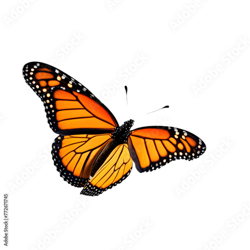 Linda borboleta Monarca em voo, borboleta laranja, amarela e preto em voo isolada em um fundo transparente.
