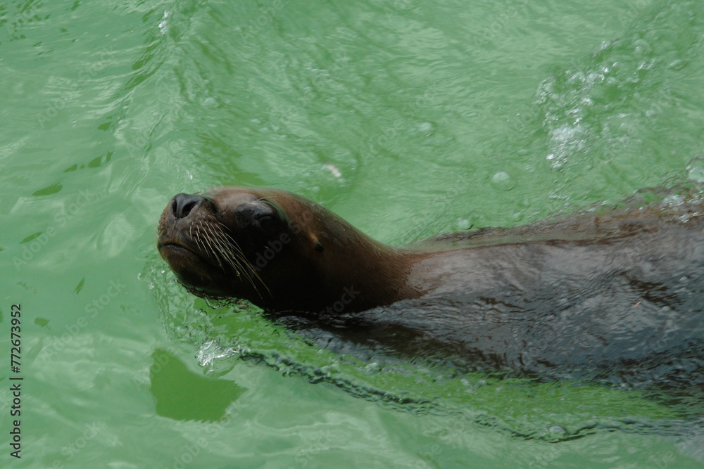 Obraz premium southern sea lion on the Atlantic Ocean, Mar Del Plata, Argentina, 25.03.2024