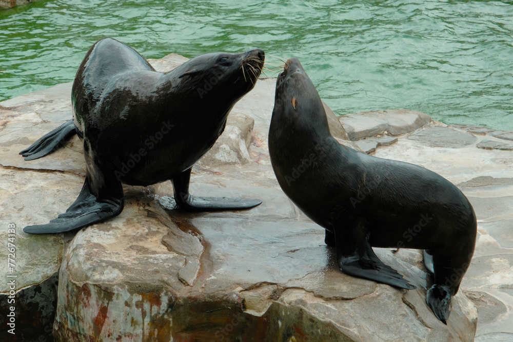 Fototapeta premium southern sea lion on the Atlantic Ocean, Mar Del Plata, Argentina, 25.03.2024