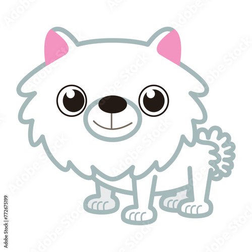 White japanese spitz