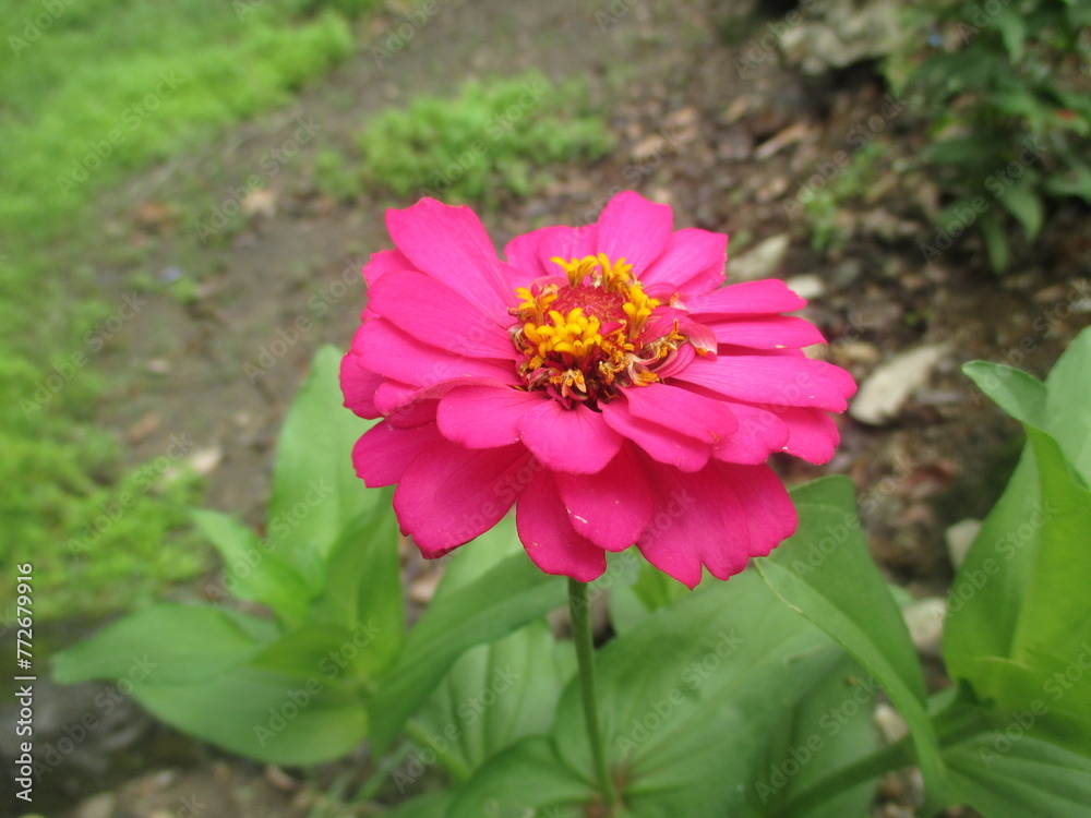 Fototapeta premium Pink paper flowers are blooming