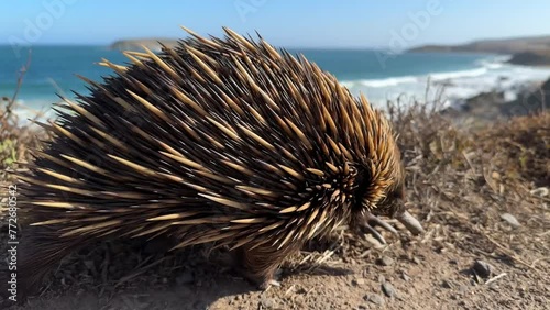 An echidna or spiny anteater walking along the coastline of the Fleurieu Peninsula in South Australia in 4k video footage