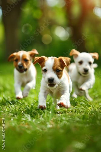 Joyful jack russell puppies frolicking on green grass near cozy home