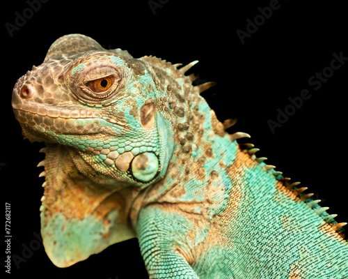 Close-up photo of an Iguana
