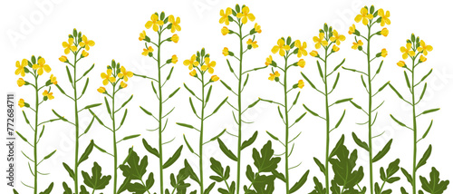 rapeseed, canola, field flower, vector drawing wild plants at white background, Brassica napus ,floral border, hand drawn botanical illustration
