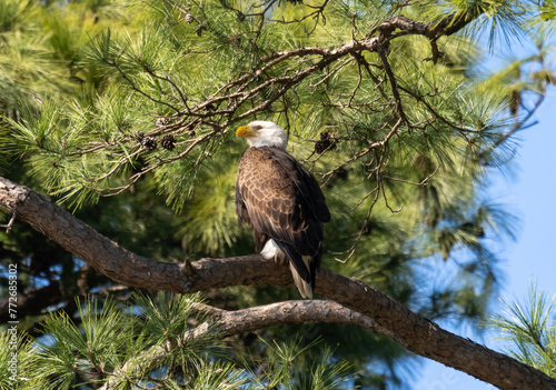 Adult Bald Eagle in a Loblolly Pine Tree in Texas