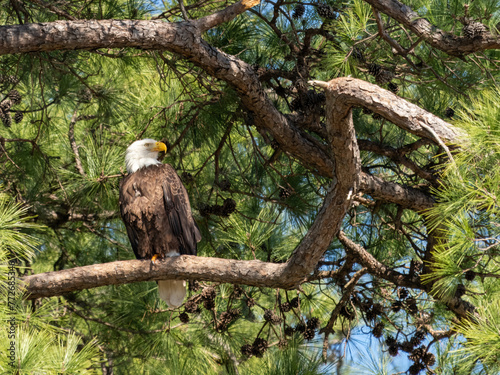 Adult Bald Eagle in a Loblolly Pine Tree Facing Right in Texas