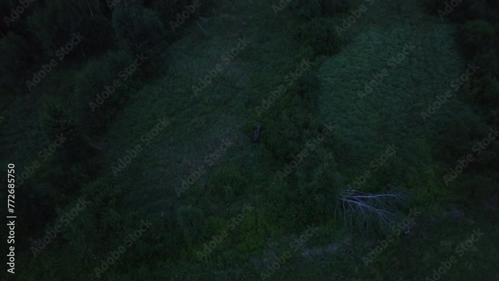 Aerial view tilting away from a moose hiding in dark, woodlands of Finland