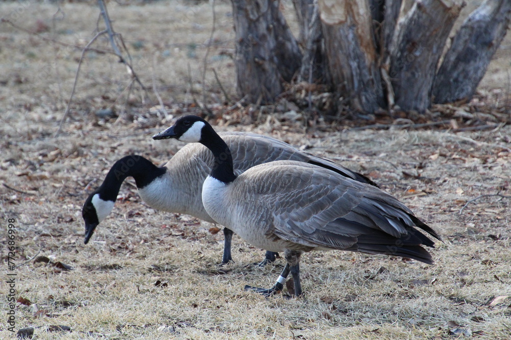 Fototapeta premium Geese On The Grass, Gold Bar Park, Edmonton, Alberta