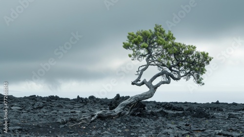 A lone tree struggles to survive against the harsh terrain of volcanic landscapes. Its twisted branches reach towards the sky seeming to defy gravity in the face of danger.