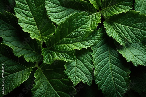 A lush green leaf texture photo