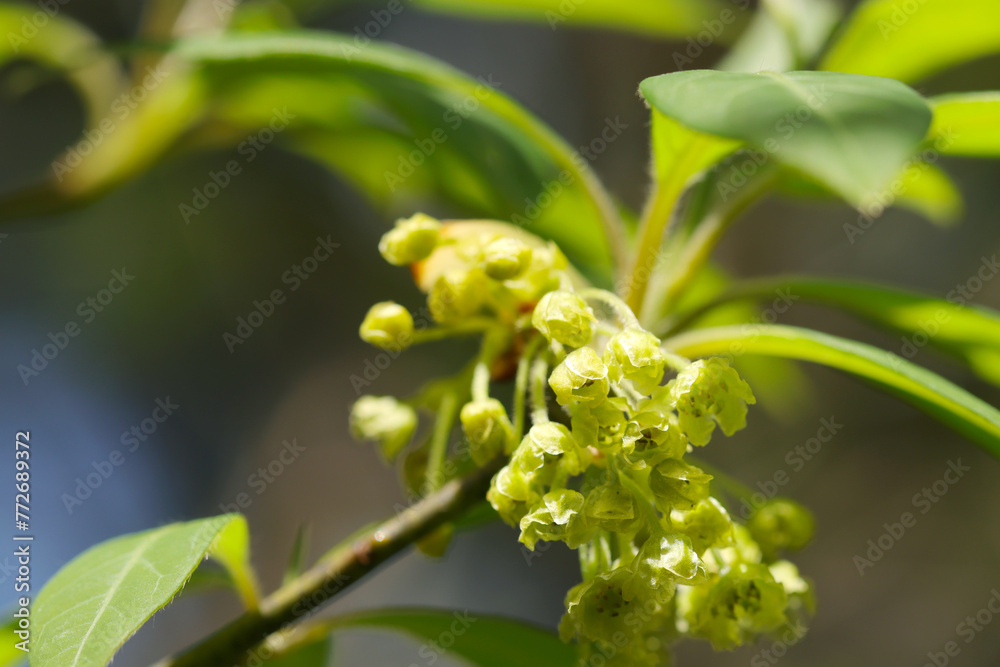 Small young lime yellow colored flowers of blooming Kuromoji (Lindera umbellata, Natural+flash light, macro close-up photography) - obrazy, fototapety, plakaty 