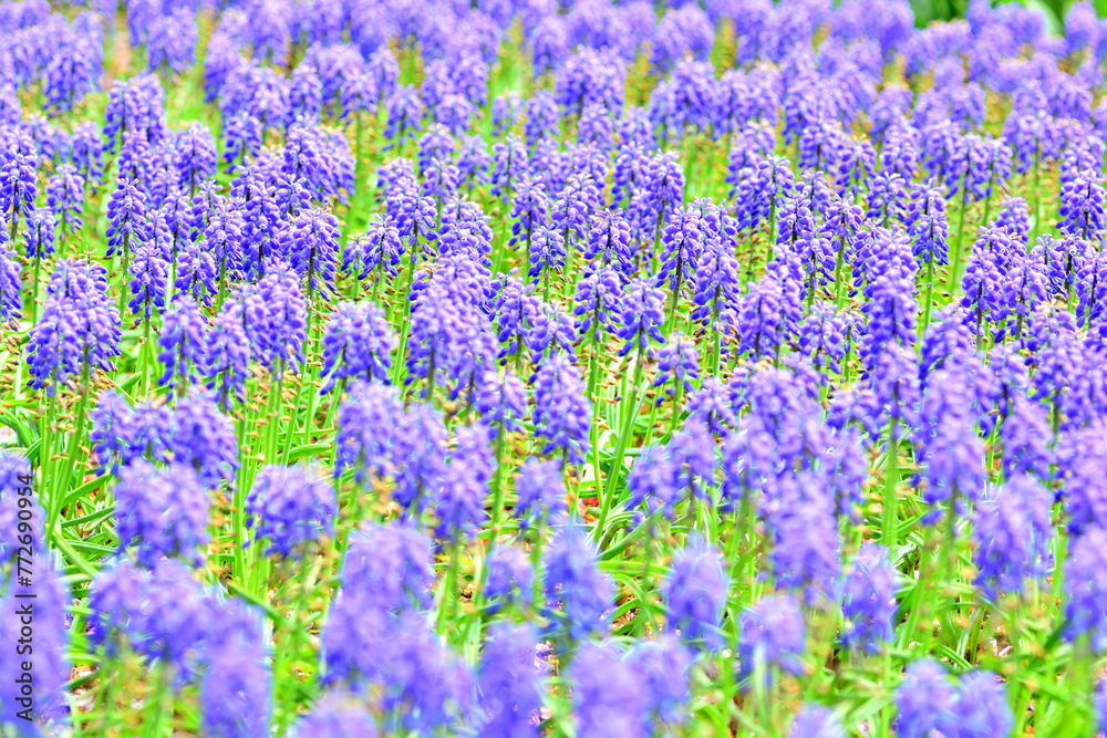 Naklejka premium たくさんの紫色のムスカリの花
