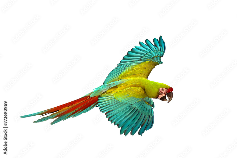 Fototapeta premium Colorful flying Military Macaw parrot isolated on transparent background png file 