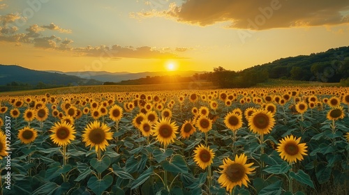 Sunset over a vibrant sunflower field with rolling hills in the background.