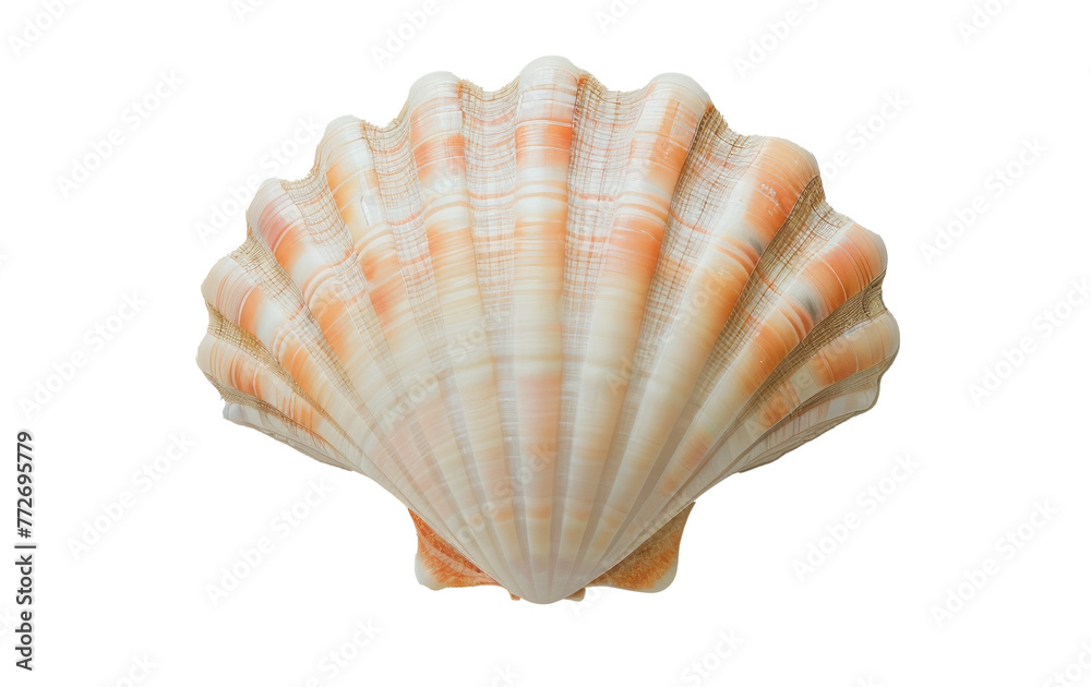 Isolated Natural Scallop seashell Photography Isolated Natural Scallop seashell Photography