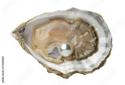Growing pearl inside an oyster shell