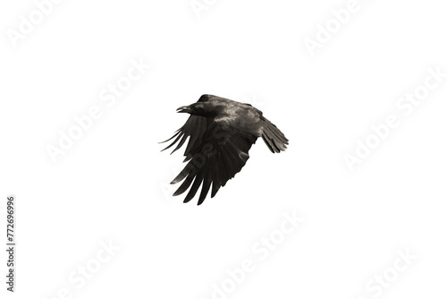 Close-up view of flying crow isolated on transparent background png file.