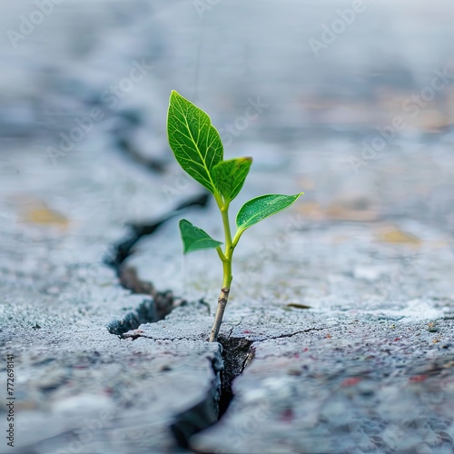 Close-up of a plant growing through cracks in concrete representing resilience and growth in challenging business environments