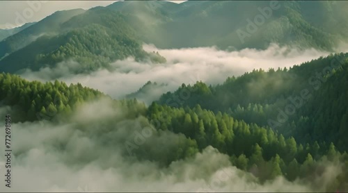 Mountainous green forest with fog in valley, aerial shot
