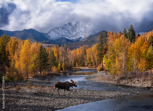 Moose at the river in autumn yellow forest by snowcapped mountains. North Cascades. Winthrop. WA. USA